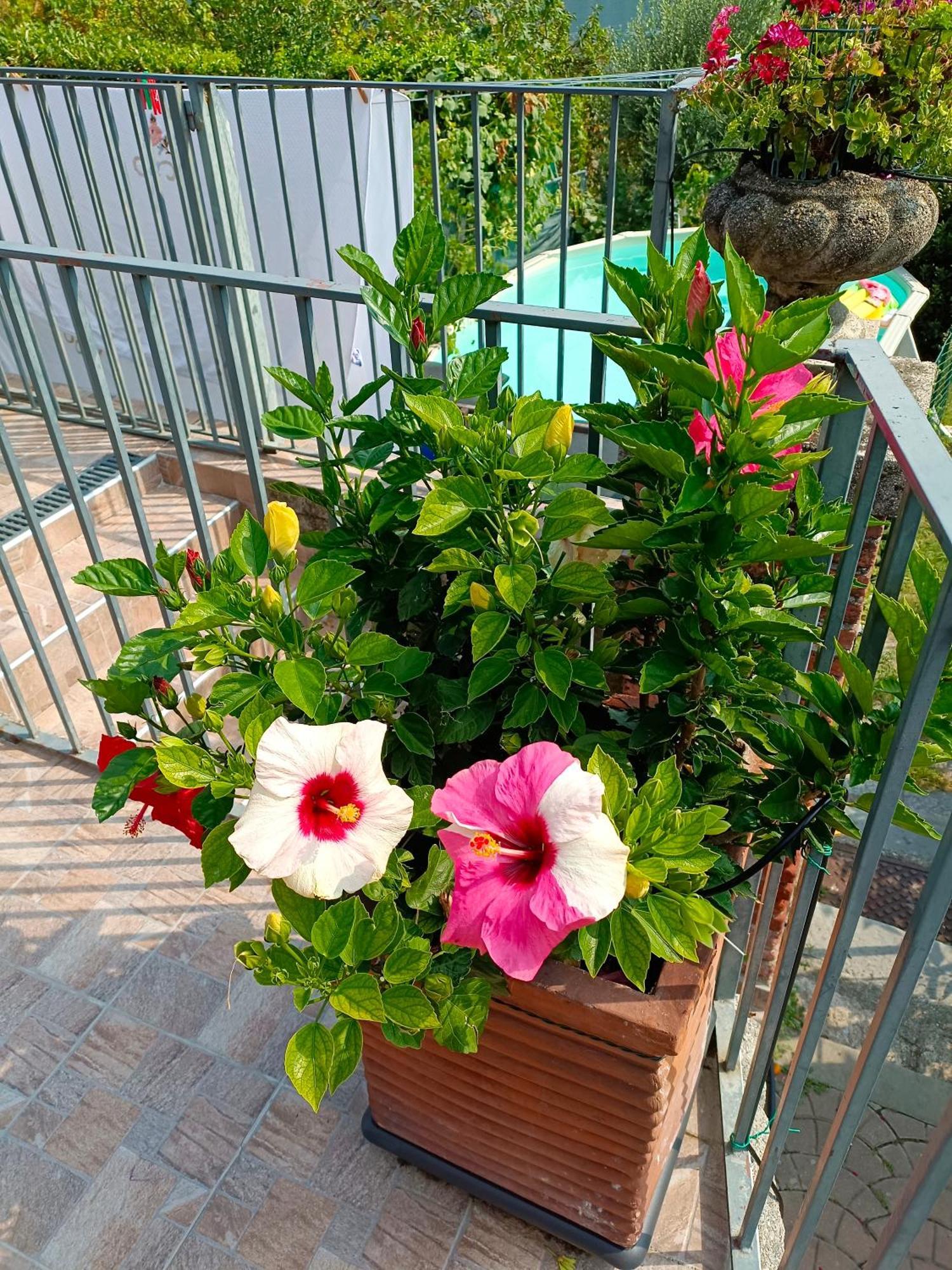 Le Rose Sul Lago Пескате Экстерьер фото